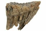 Fossil Woolly Mammoth Molar - Nice Roots #235033-1
